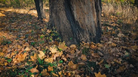 Old broken tree trunk in autumn forest vertical panorama Stock Footage 119003525