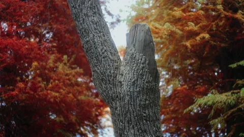 Old broken tree trunk with a colorful autumn background 스톡 동영상 221757879