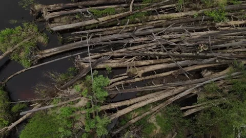 Old broken trees in the bog. Aerial view Stock Footage 302109641