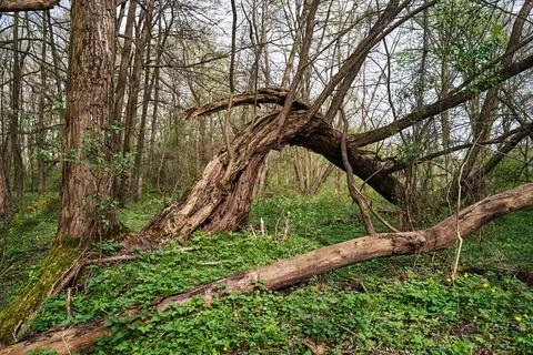 Old, broken trees in a deciduous forest Stock Photos