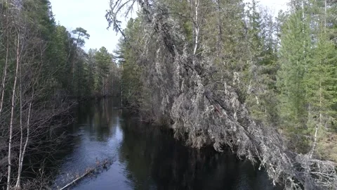 Old broken trees hangs over the river Stock Footage 281075488