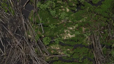Old broken trees in the river. View from above Stock Footage 302109610