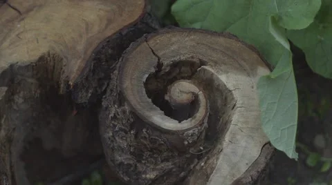 OLD BROKEN TRUNK WITH SPIRAL HOLE SLOW MOTION Stock Footage 68906750