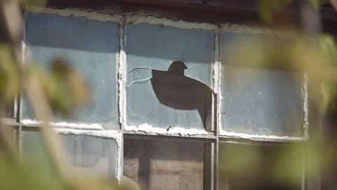 Old broken window glass with bush out of focus Stock Footage 130885331