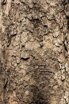 Old Brown Bark Texture Stock Photos
