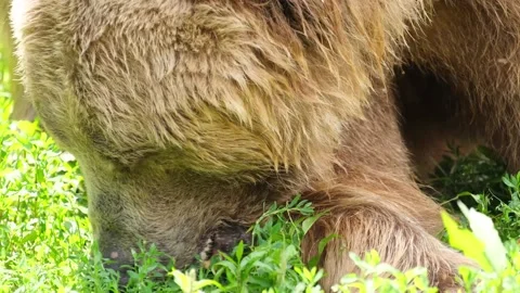Old brown bear eats grass in the forest. Video stock 158360704