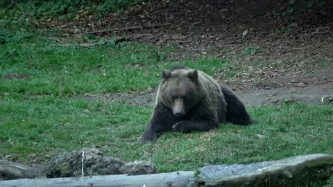 Old Brown bear sits and eats on the grass after rain, Romania Stock Footage 219398323