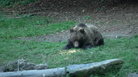 Old Brown bear sits and eats on the grass after rain, 2022 Stock Footage 219447963