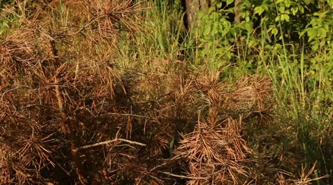 Old brown dead pine tree branch video footage Stock Footage 53862056
