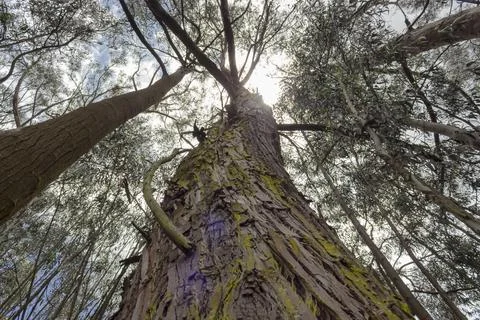 Old brown Drie Pine tree without leaves and a lonely bush growing up in a branch 스톡 사진
