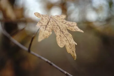 Old brown dry maple leaf on a tree branch. Autumn forest. Blurred natural b.. Stockfoto's