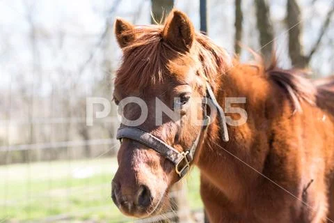 Old Brown Farm Horse in Daytime Friendly Stock Photos