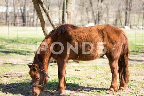 Old Brown Farm Horse in Daytime Friendly Stock Photos