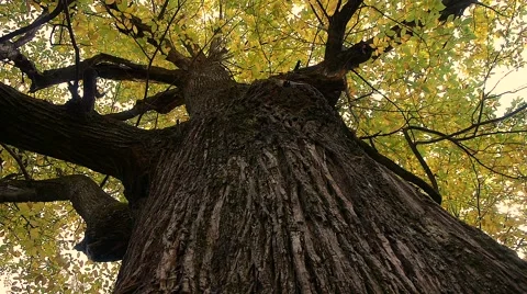 Old brown Stock Footage 44264668