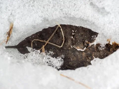 Old brown leaf of Ash tree, melting down through thick ice Stock Photos