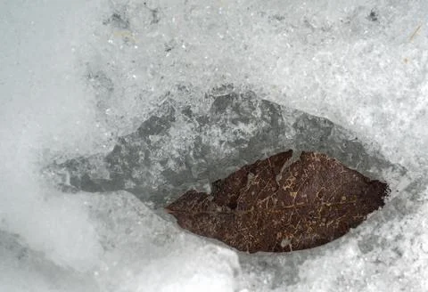 Old brown leaf of Ash tree, melting down through thick ice, under strong sun Stock Photos