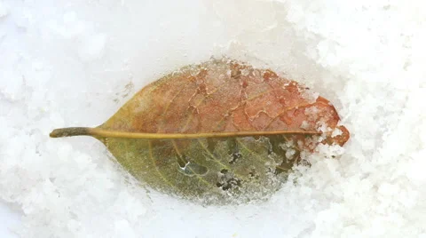 Old Brown leaf cover by ice and melting, Time lapse. Stock Footage 45457113