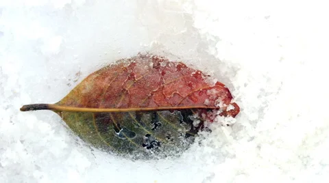 Old Brown leaf covered with ice, melting, Time lapse 4K clip. Stock Footage 43093070