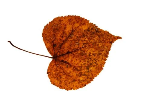 Old brown leaf isolated on white background Foto stock