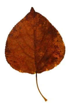 Old brown leaf isolated on white background Stock Photos