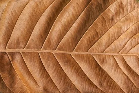 Old brown leaf texture background Stock Photos