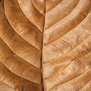 Old brown leaf texture background Stock Photos