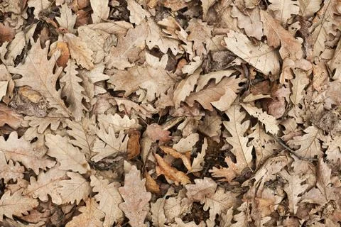 Old Brown Leafs Stock Photos