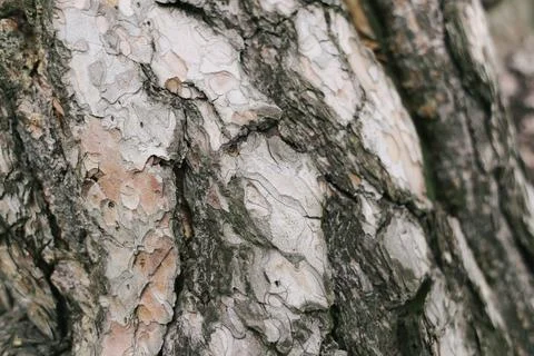 Old, brown pine bark Foto stock