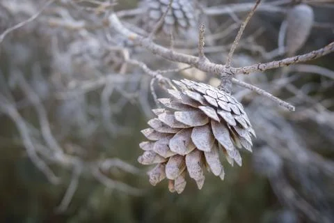 Old brown pine on a dry pine branch Stock Photos