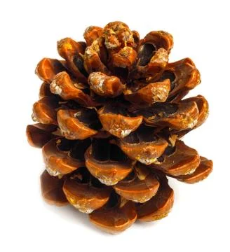 Old brown pinecone isolated on background Stock Photos