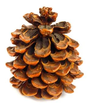 Old brown pinecone isolated on background Stock Photos