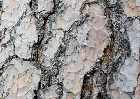 Old brown tree bark, abstract material texture Stock Photos