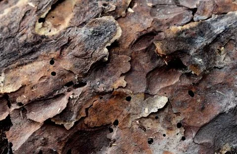 Old brown tree bark close up Stock Photos