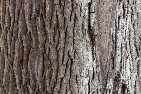 Old brown tree bark close-up photo Stock Photos