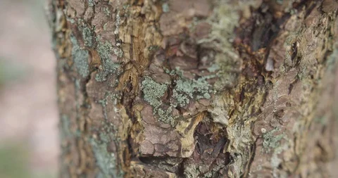 Old brown tree bark with moss texture macro shot autumn or winter Stock Footage 125663041