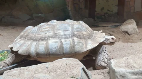 Old brown turtle eating and walking in the cage outside a visitor's center. Stock Footage 221924691