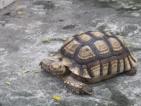 Old brown turtle in the zoo Stock Photos