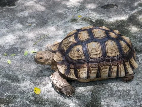 Old brown turtle in the zoo Stock Photos