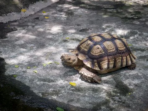 Old brown turtle in the zoo Photos