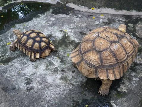 Old brown turtle in the zoo Stock Photos