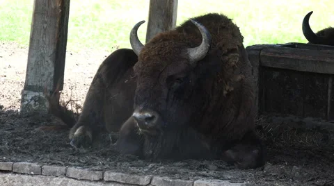 Old buffalo in captivity 4K Stock Footage 68165246