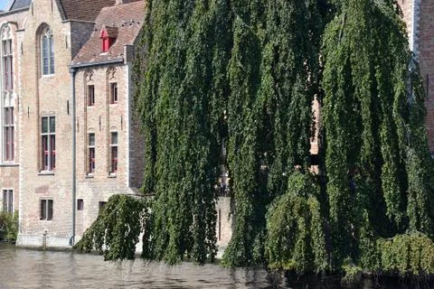 Old building and a tree Stock Photos