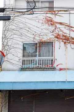 Old building facade with broken window and autumn ivy vines Stock Photos