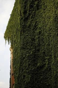 Old building facade fully covered with lush green ivy Stock Photos
