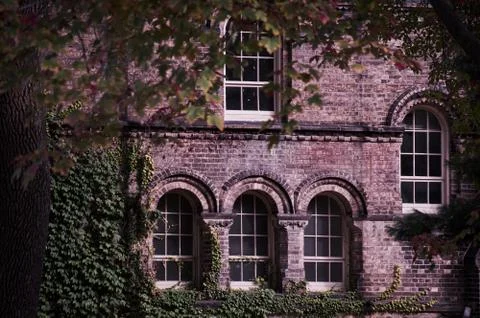 Old building facade made of brick with arch windows and ivy corner seen through Stock Photos