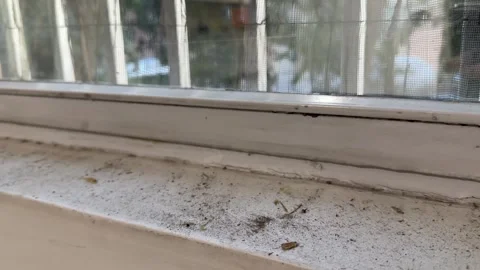 Old building mesh window net architecture balcony downtown safety netted wire Vidéo 296311329