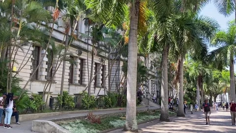 Old Building surrounded by palm trees Stock Footage 154240519