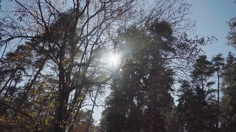 Old Building Surrounded With Trees. The Sun Is Slowly Setting Stock Footage 123606177