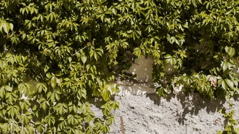 Old Building Wall Covered with Ivy Stock Footage 308259294