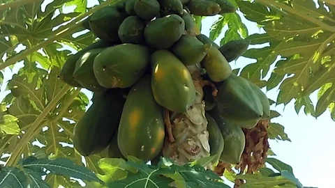 Old of bunch of papaya on the tree. ready for harvest. Video stock 120821215